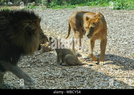 Löwe, Löwin und Jungen am Lion Lodge, Port Lympne Wild Animal Park Stockfoto