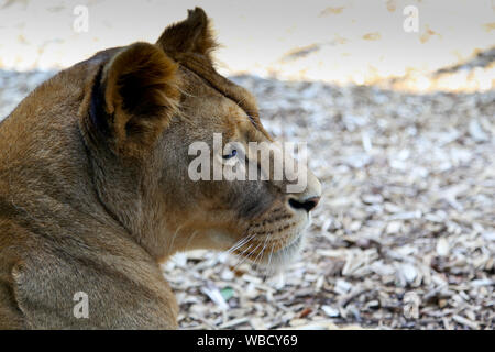 Löwin bei Lion Lodge, Port Lympne Wild Animal Park Stockfoto