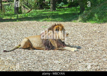 Löwe im Lion Lodge, Port Lympne Wild Animal Park Stockfoto