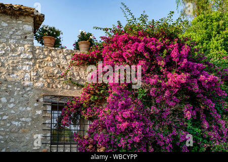 Bouganville in Saint-Paul-de-Vence, Département Alpes-Maritimes, Region Provence-Alpes-Côte d'Azur, Frankreich Stockfoto