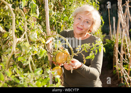 Reife Frau die Pflege von Tomatenpflanzen im Land Plantage Stockfoto