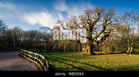 Die große Eiche, Serwood Wald, England Stockfoto