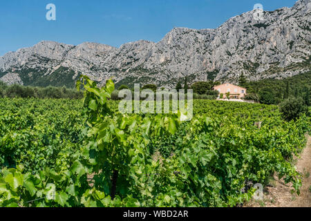 Weinberge Domaine de Saint Ser, Route Cezanne, Montagne Sainte-Victoire, Provence, Bouches-du-Rhône, Frankreich Stockfoto