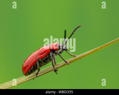 Scarlet Lily Bug auf Gras Stammzellen Stockfoto