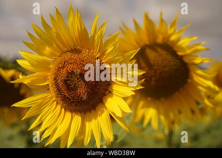 Eine Sonnenblume im Vordergrund und einer dahinter Stockfoto