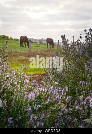 Pferde auf der grünen Wiese weiden mit lila Blüten im Vordergrund. Stockfoto