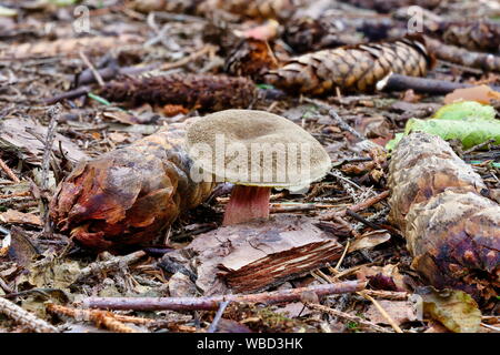 Xerocomellus chrysenteron Pilz im Wald Stockfoto