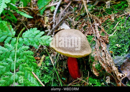 Xerocomellus chrysenteron Pilz im Wald Stockfoto