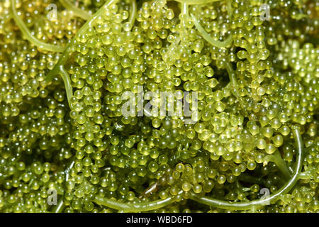 Meer Trauben/Grün Kaviar (Caulerpa lentillifera) Eine gesunde Algen Essen Stockfoto