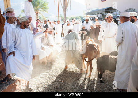 Männer in traditioneller Kleidung, die Stiere an Viehmarkt, Nizwa, Sultanat Oman zu verkaufen Stockfoto