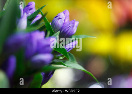 Extreme einen Strauß mit frischen alstroemeria Blumen schließen, geschlossenen Knospen auf einen unscharfen Hintergrund einer Flower Shop Stockfoto