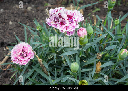Bunte Nelke (Dianthus) Blumen und Blüten im Garten Stockfoto