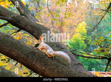 Eine kleine Eichhörnchen mit einem großen Schwanz läuft Baum in einem Herbst Sophia Park in Uman, Ukraine im Herbst, Herbst Landschaft. Kalender, Postkarte des Stockfoto