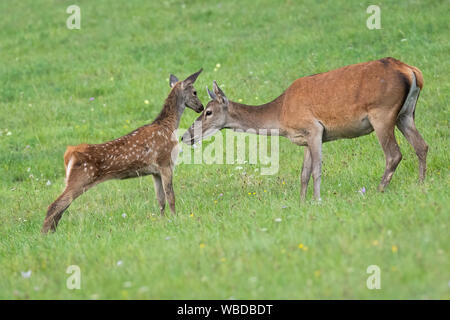 Junge Hirsche, Cervus elaphus, Kalb berühren Kopf seiner Hinterbeine Mutter mit der Nase im Sommer. Konzept der Unschuld des Wildes Tier in der Natur mit niedlichen Lit Stockfoto
