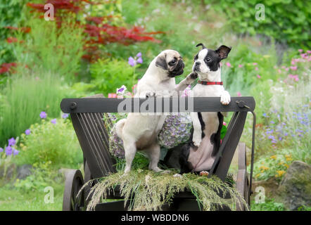 Zwei süße Hunde, einen schwarzen fawn Mops Welpen und eine junge Boston Terrier posing Seite an Seite maskiert und zusammen sprechen in einem alten hölzernen Warenkorb in einem Garten Stockfoto
