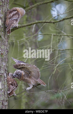 Waldkauz, Strix aluco Fütterung Küken owlet auf einem Zweig mit dem Zweiten owlet in einem Wald suchen Stockfoto