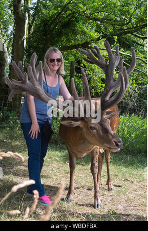 Ein Besucher steht neben einem großen Red deer Hirsch an der South West Rotwild Rescue Center, in der Nähe von Crewkerne Wayford in Somerset, England Stockfoto