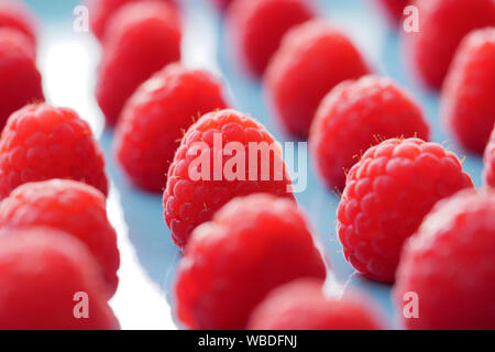 Nahaufnahme von roten raspsberry in einem blauen Platte Stockfoto