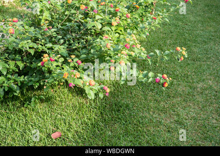 Garten Hintergrund. Frisch gemähten Rasen mit Pflanzen und Blumen. Kopieren Sie Platz für Text Stockfoto