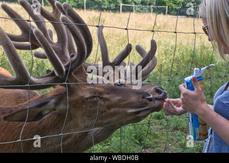 Zwei Rotwild Hirsche mit geweihen in Velvet werden von Hand von einem Besucher der Südwesten Rehe Rescue Center gefüttert, Wayford nr Crewkerne in Somerset, England Stockfoto