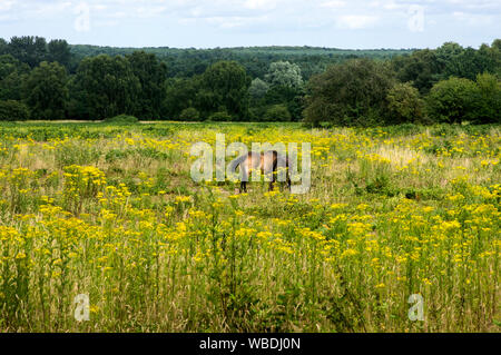 Ragwort ist von der Weide wurde entfernt, da es angeblich giftig zu sein, insbesondere zu Pferden. Diese ganz in diesem Bereich zufrieden sind, ist es nicht selten, siehe Stockfoto