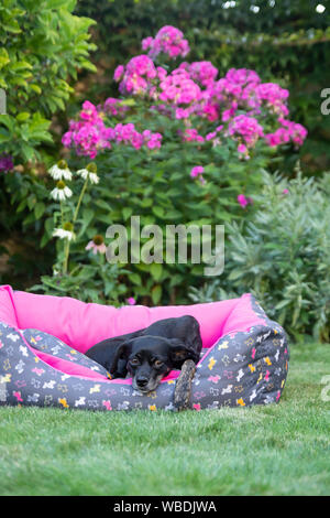 Kleiner schwarzer Hund auf Hundebett im Garten Stockfoto