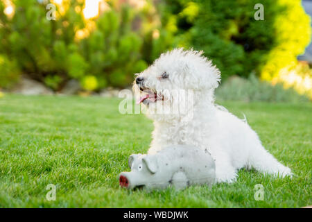 Bichon Frise Hund liegend auf der Wiese mit dem Gummi Spielzeug Stockfoto