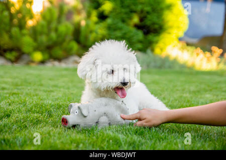 Bichon Frise Hund liegt auf dem Gras mit Gummispielzeug Stockfoto