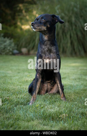 Ältere schwarze Mischlingshund sitzt auf dem Gras im Garten Stockfoto