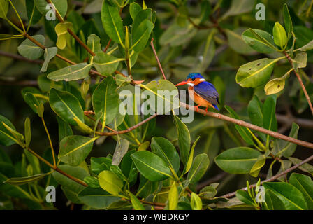 Malachit Eisvogel - Alcedo cristata, schöne kleine blaue und orange river Kingfisher aus westlichen Afrikanischen Flüssen und Mangroven, La Somone, Senegal.