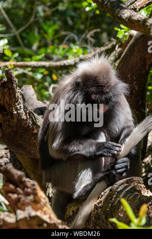 Spectacled langur Stockfoto