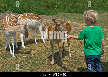 Damwild werden von Hand von einem jungen Besucher auf der South West Rotwild Rescue Center, in der Nähe von Crewkerne Wayford in Somerset, England zugeführt Stockfoto