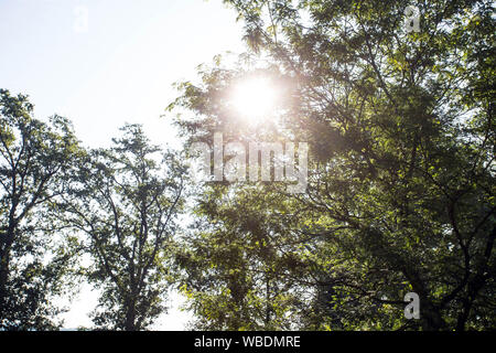 Sonnenlicht durch grünen Bäume Baumkronen im Wald, schöne Landschaft Stockfoto