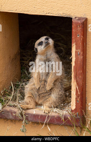 Ein Erdmännchen sitzt in seinem Gehäuse an Askham Bryan Wildlife und Conservation Park, York, North Yorkshire. Stockfoto