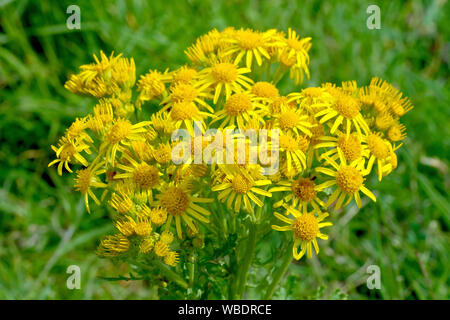 Common Ragwort (Cardamine pratensis), in der Nähe der breiten unordentlich Leiter der Blüten der Pflanze produziert. Stockfoto