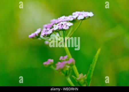 Aufrechte Hedge - Petersilie (torilis japonica), in der Nähe der flachen Blüte mit geringer Tiefenschärfe. Stockfoto