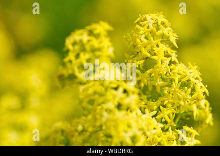 Lady's Bedstraw (galium Verum), Nahaufnahme der kleinen gelben Blüten der Pflanze. Stockfoto