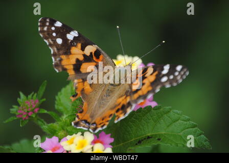 Distelfalter Schmetterling Stockfoto