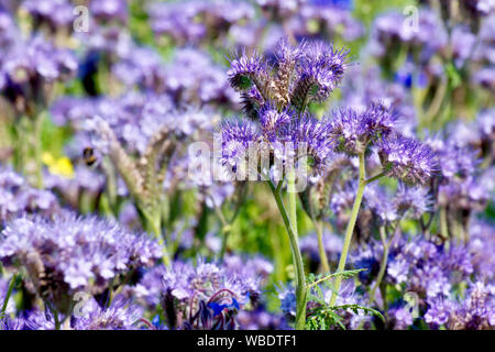 Phacelia (Phacelia tanacetifolia), eine eingeführte Arten immer häufiger in Ackerrandstreifen gepflanzt Insekten anzuziehen und als grüner Dünger. Stockfoto