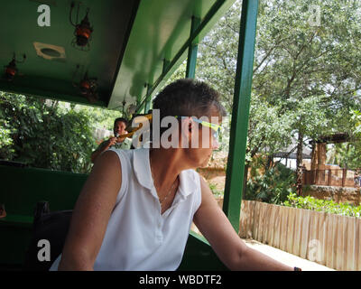Busch Gardens Tampa Gast reiten die Serengeti Express, USA, Juni 20, 2019, © katharine Andriotis Stockfoto