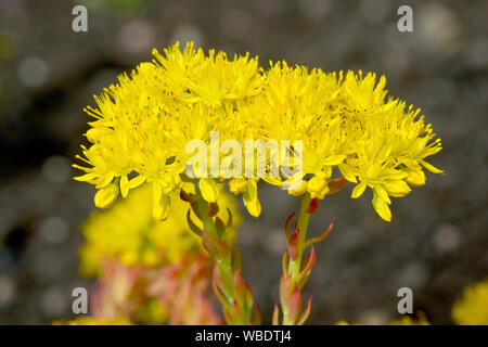 Zurückgebogen Fetthenne (sedum reflexum), in der Nähe der großen Leiter der gelben Blüten der Pflanze produziert. Stockfoto