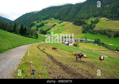 Val d'Ultimo (Ultental), Bozen, Trentino Alto Adige, Italien Stockfoto