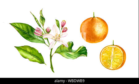 Orange Frucht Baum mit Blumen. Realistische Botanischen Aquarell Abbildung mit einer halben Scheibe Zitrusfrüchte, Hand gezeichnet isoliert Blumen auf Weiß. Stockfoto