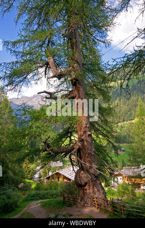 Tausendjährigen Lärche (Larix decidua) in Santa Gertrude, Val d'Ultimo (Ultental), Bozen, Trentino Alto Adige, Italien Stockfoto