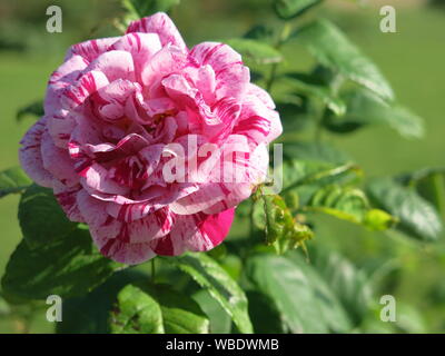 Nahaufnahme einer einzelnen Blume - Rosa Ferdinand Pichard mit seinen gestreiften violetten und weißen Blütenblättern. Stockfoto