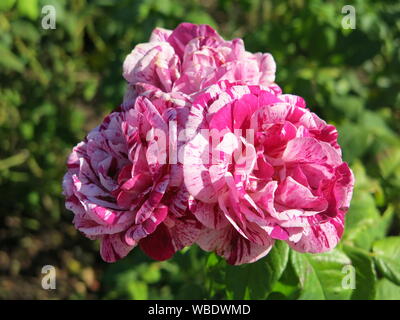 Nahaufnahme eines Clusters von Blumen der Alten Rose Sorte "Ferdinand Pichard' mit rosa und weiß meliert Blütenblätter. Stockfoto