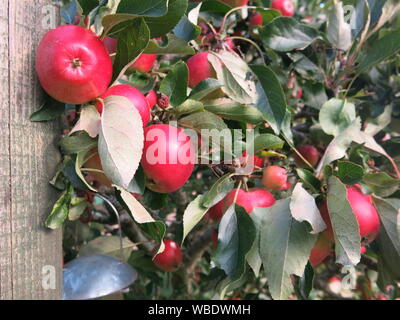 Eine Ernte von leuchtend rote Äpfel der Sorte Malus 'Katy", sind reif für die Ernte von einem Espaliered Baum in einen Englischen Garten. Stockfoto