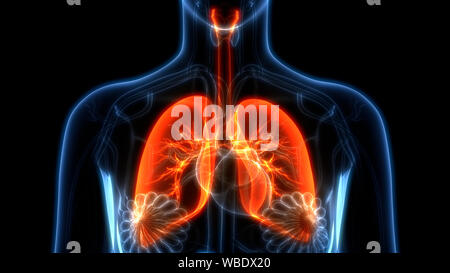 Weibliche innere Organe Atmungssystem Lungen Anatomie Stockfoto