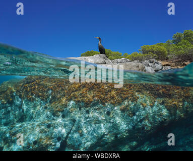 Ein Kormoran Vogel stehen auf felsigen Küste, geteilte Ansicht über und unter Wasser Oberfläche, Mittelmeer, Spanien, Balearen, Ibiza Stockfoto
