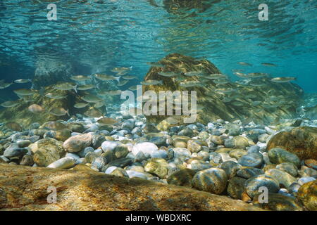 Schule der Fische mit Steinen und Felsen im flachen Wasser Unterwasser im Mittelmeer, Spanien, Costa Brava, Katalonien Stockfoto